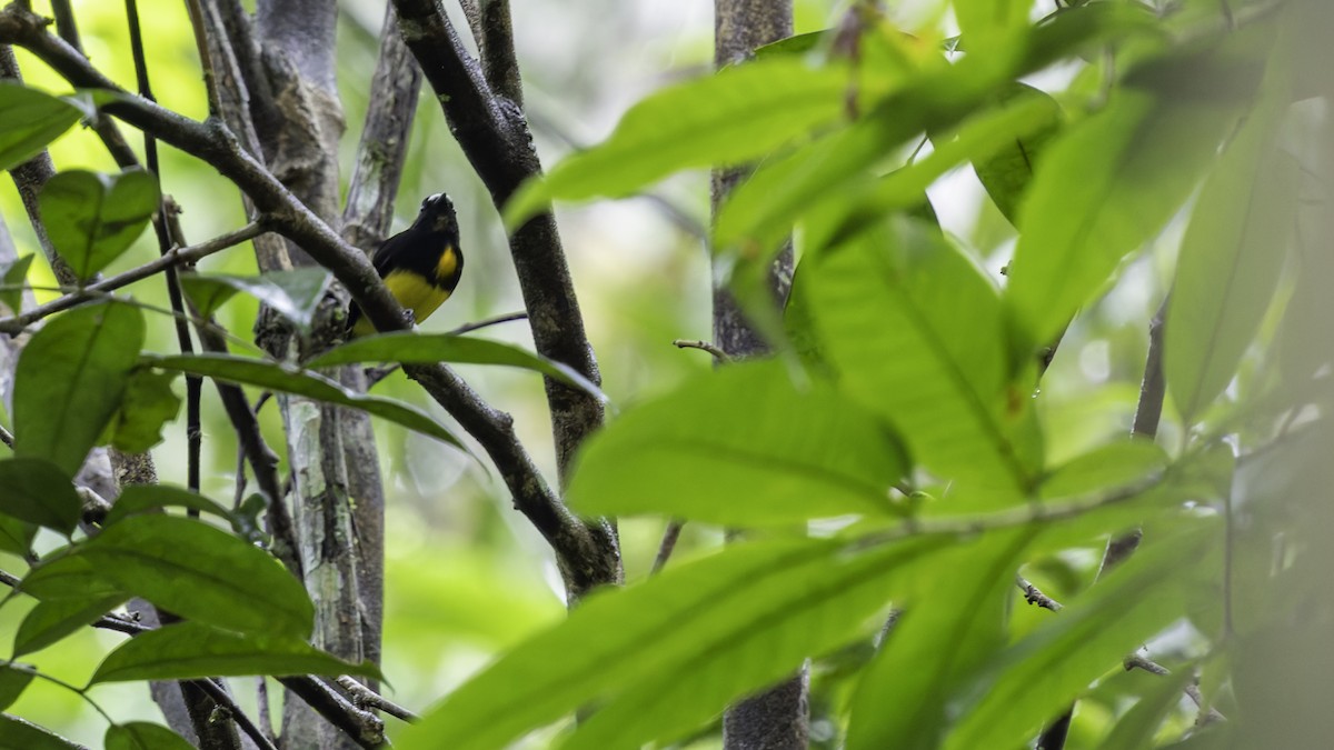 White-fronted Manakin - ML638923012