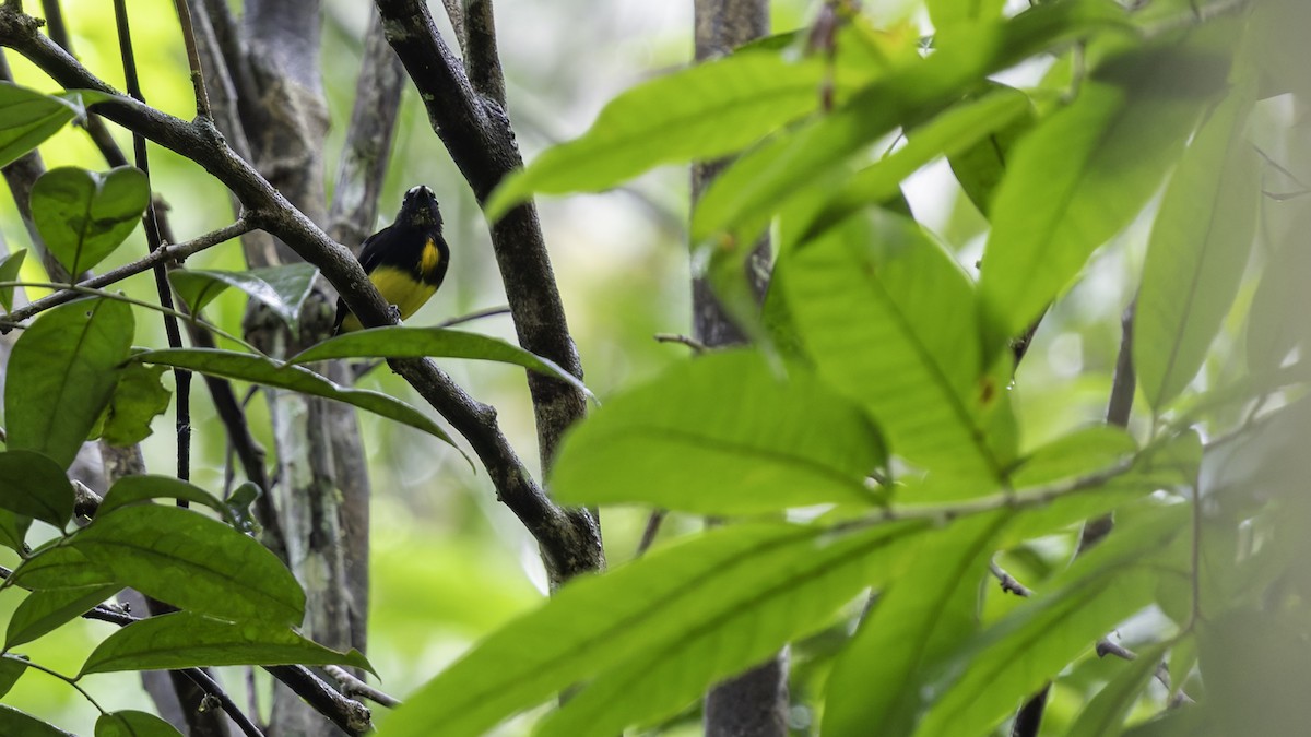 White-fronted Manakin - ML638923013