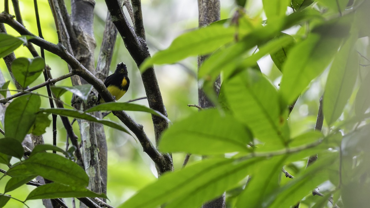White-fronted Manakin - ML638923014