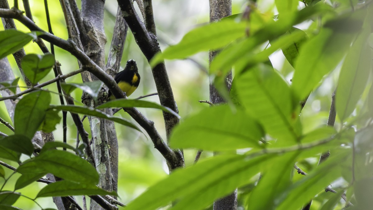 White-fronted Manakin - ML638923015