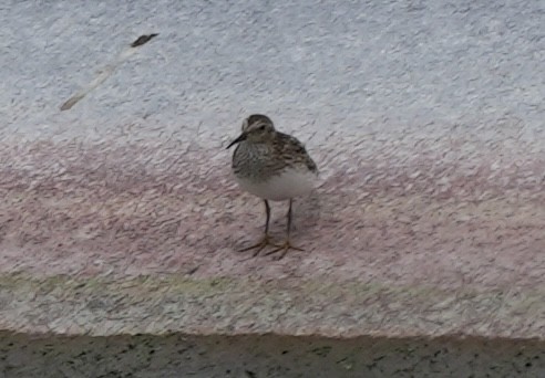 Least Sandpiper - ML638923017