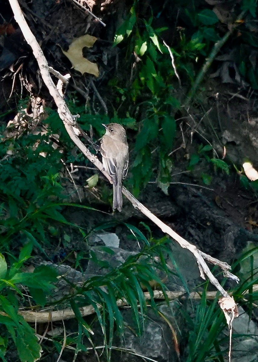 Eastern Phoebe - ML638923028