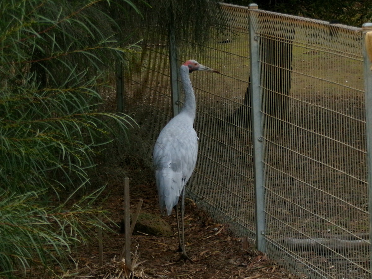 Brolga - ML638923068