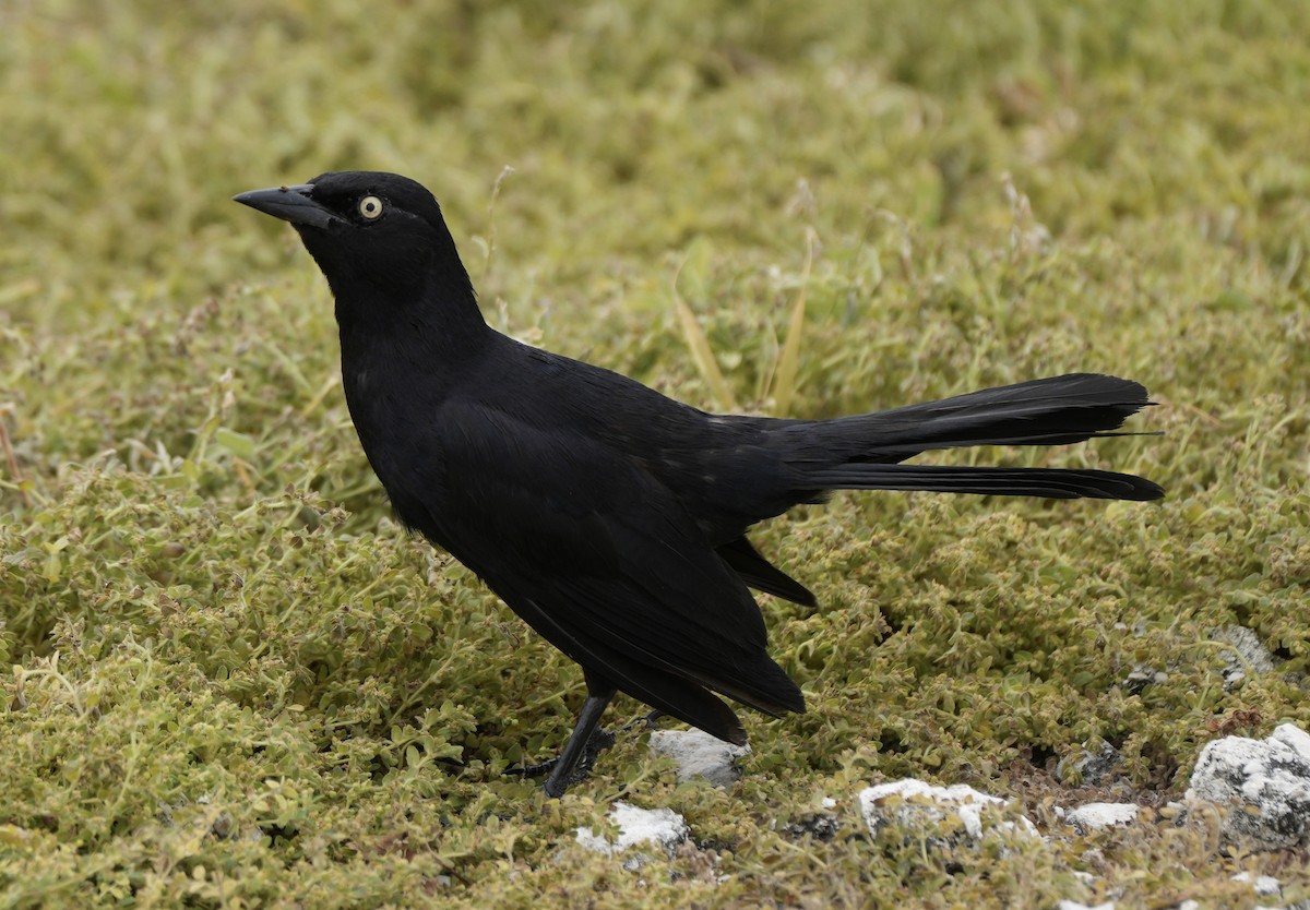 Greater Antillean Grackle - ML638923100