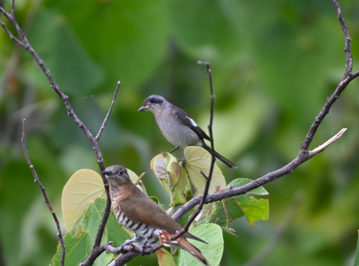 White-eared Monarch - ML638923101