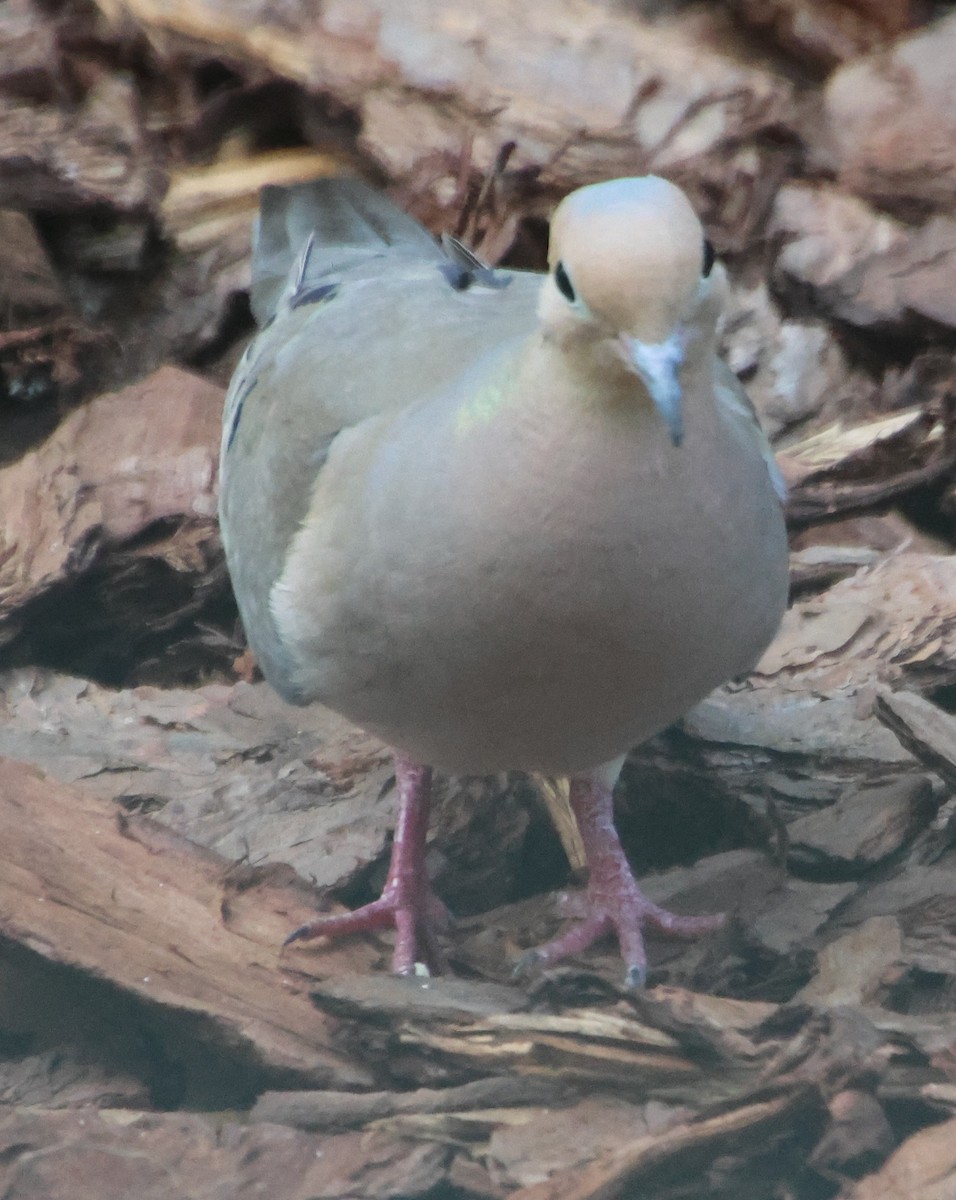 Mourning Dove - ML638923113