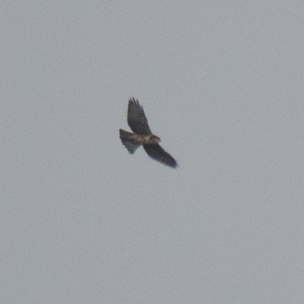 White-throated Hawk - ML638923143