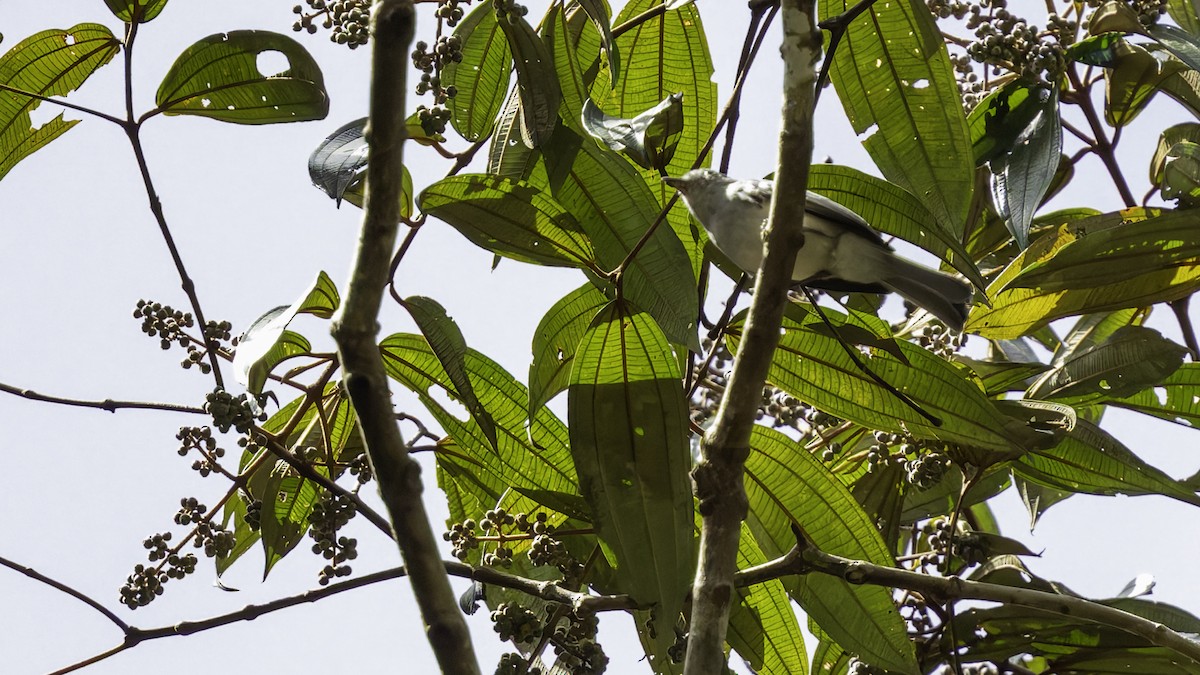 Amazonian Elaenia - ML638923156