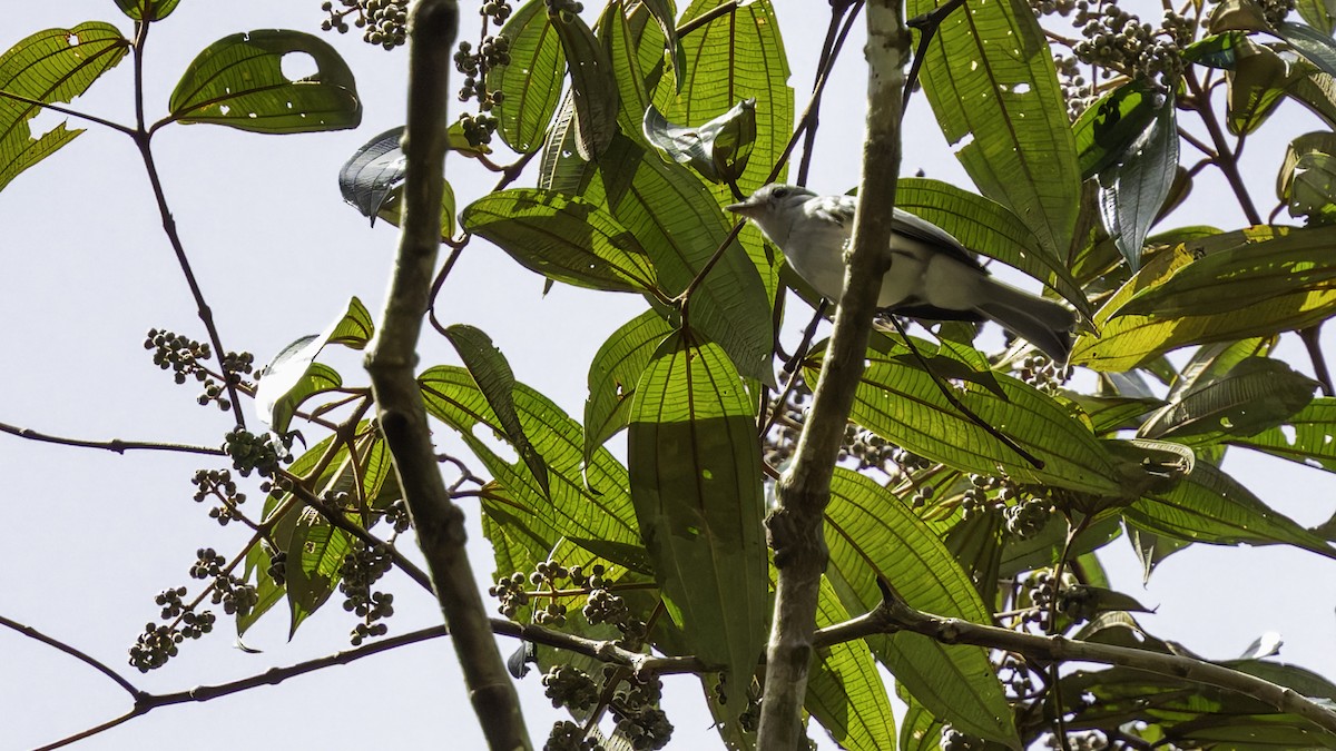 Amazonian Elaenia - ML638923158
