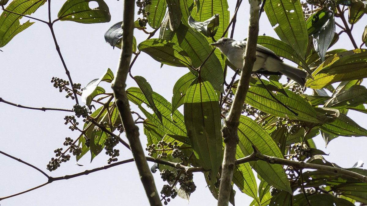 Amazonian Elaenia - ML638923159