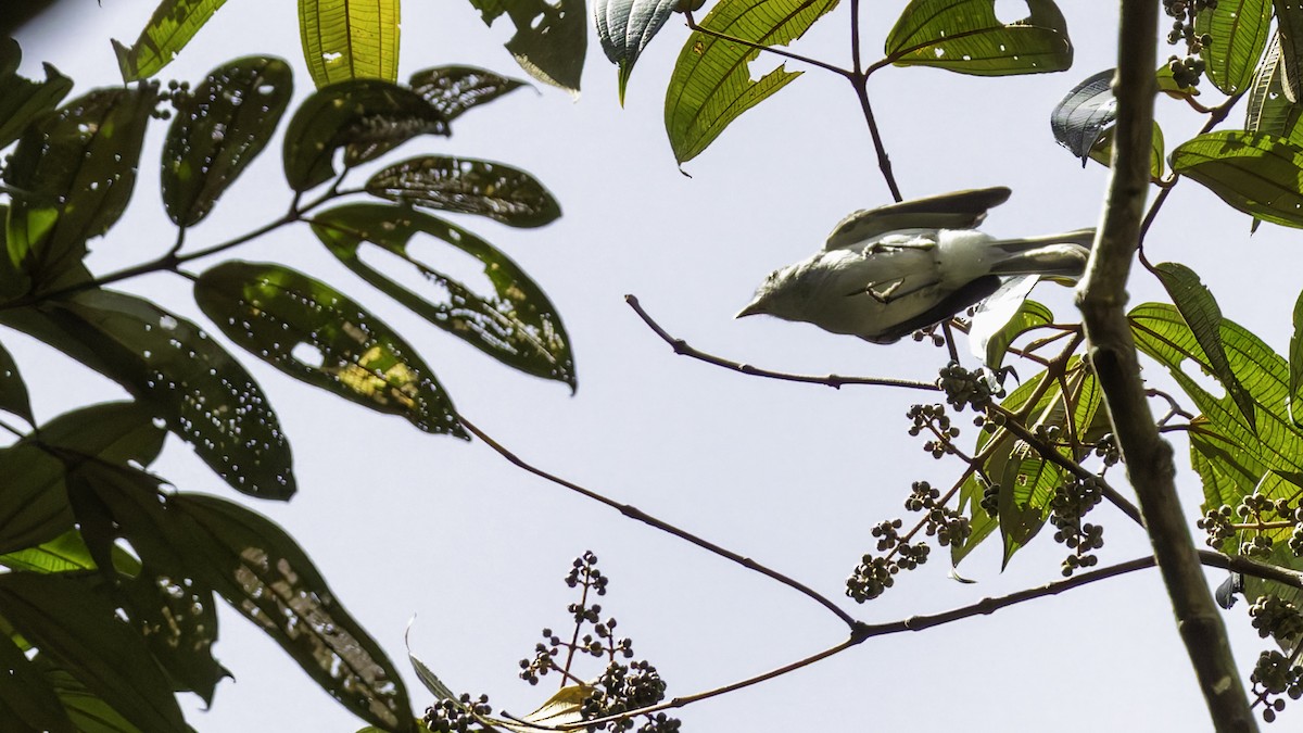 Amazonian Elaenia - ML638923160