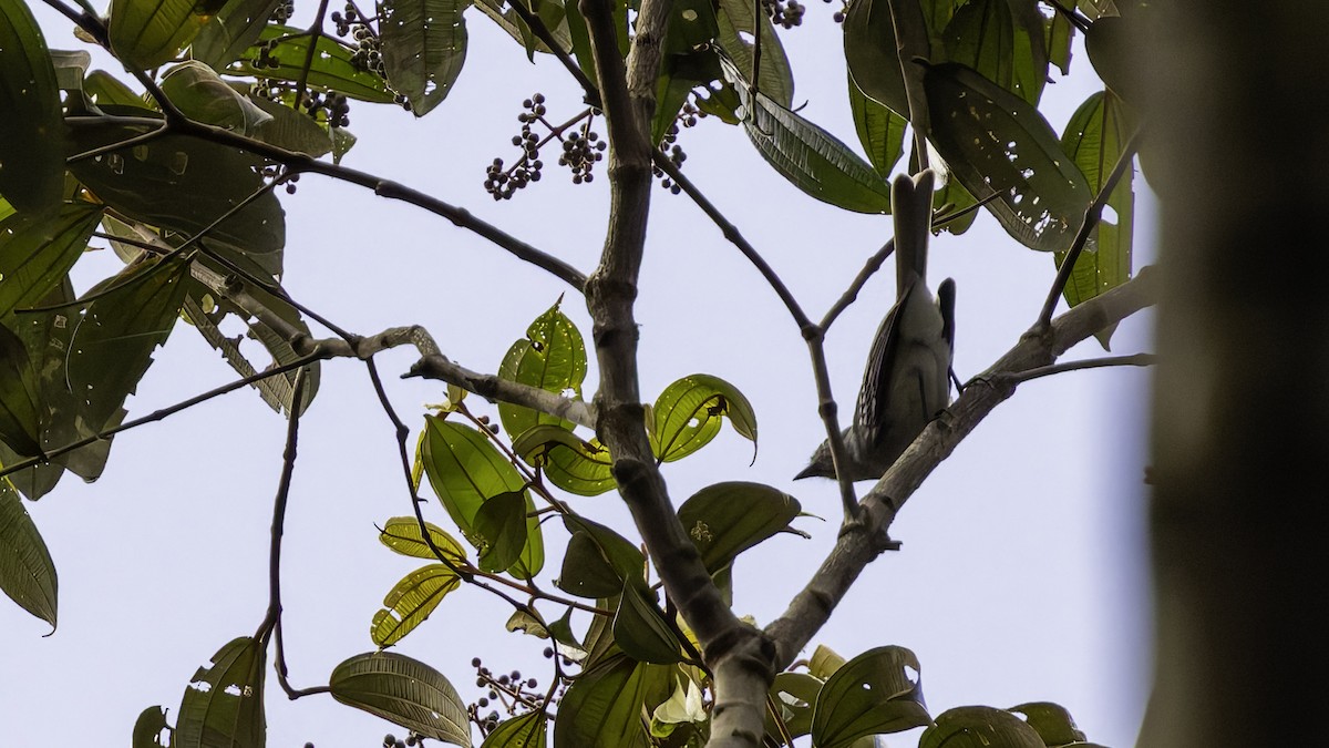 Amazonian Elaenia - ML638923161