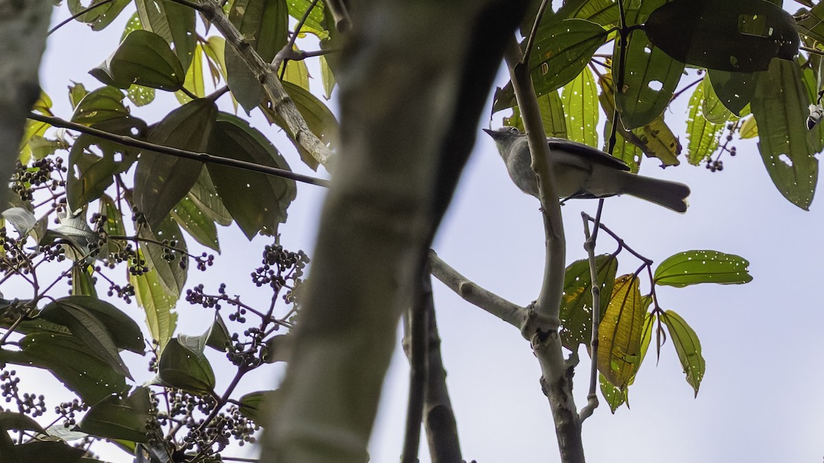 Amazonian Elaenia - ML638923162