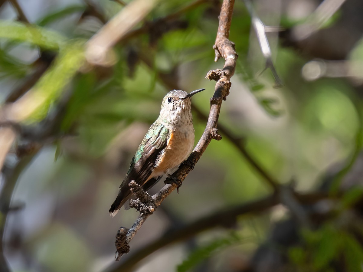 Broad-tailed Hummingbird - ML638923165