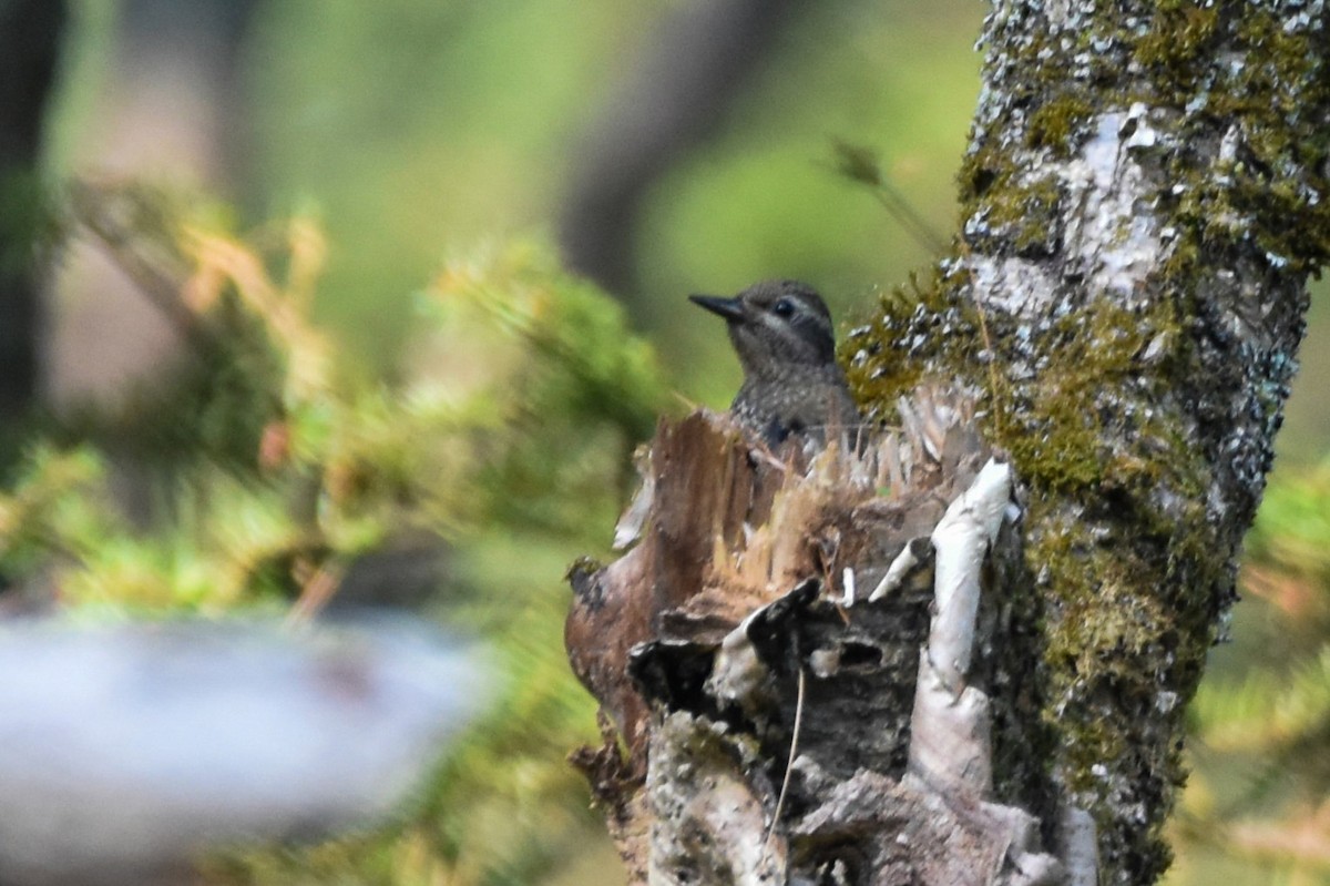 Yellow-bellied Sapsucker - ML638923171