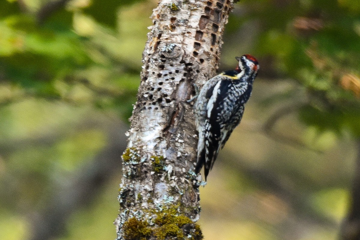 Yellow-bellied Sapsucker - ML638923172