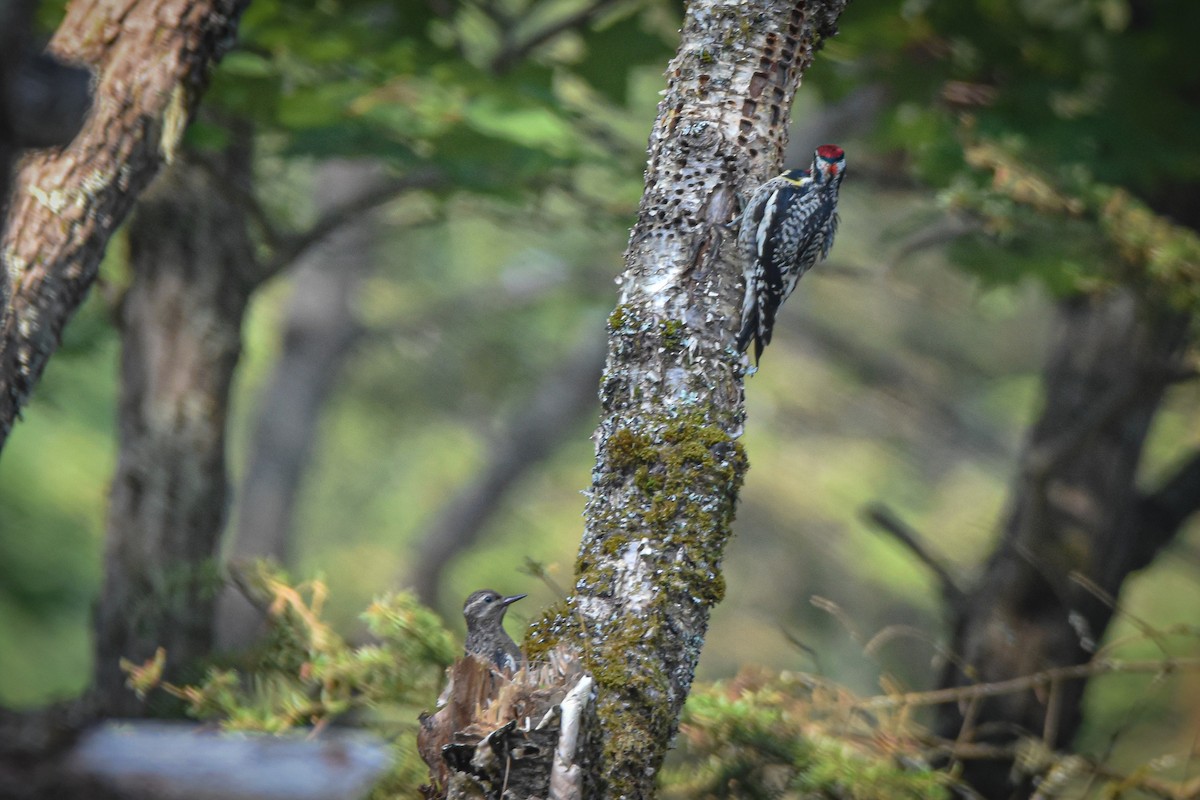 Yellow-bellied Sapsucker - ML638923173