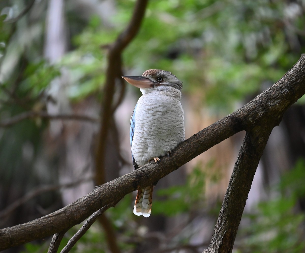 Blue-winged Kookaburra - ML638923197