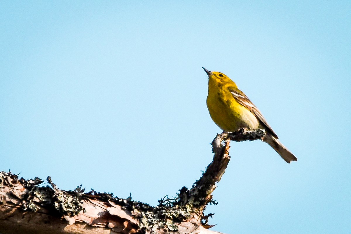 Pine Warbler - ML638923259