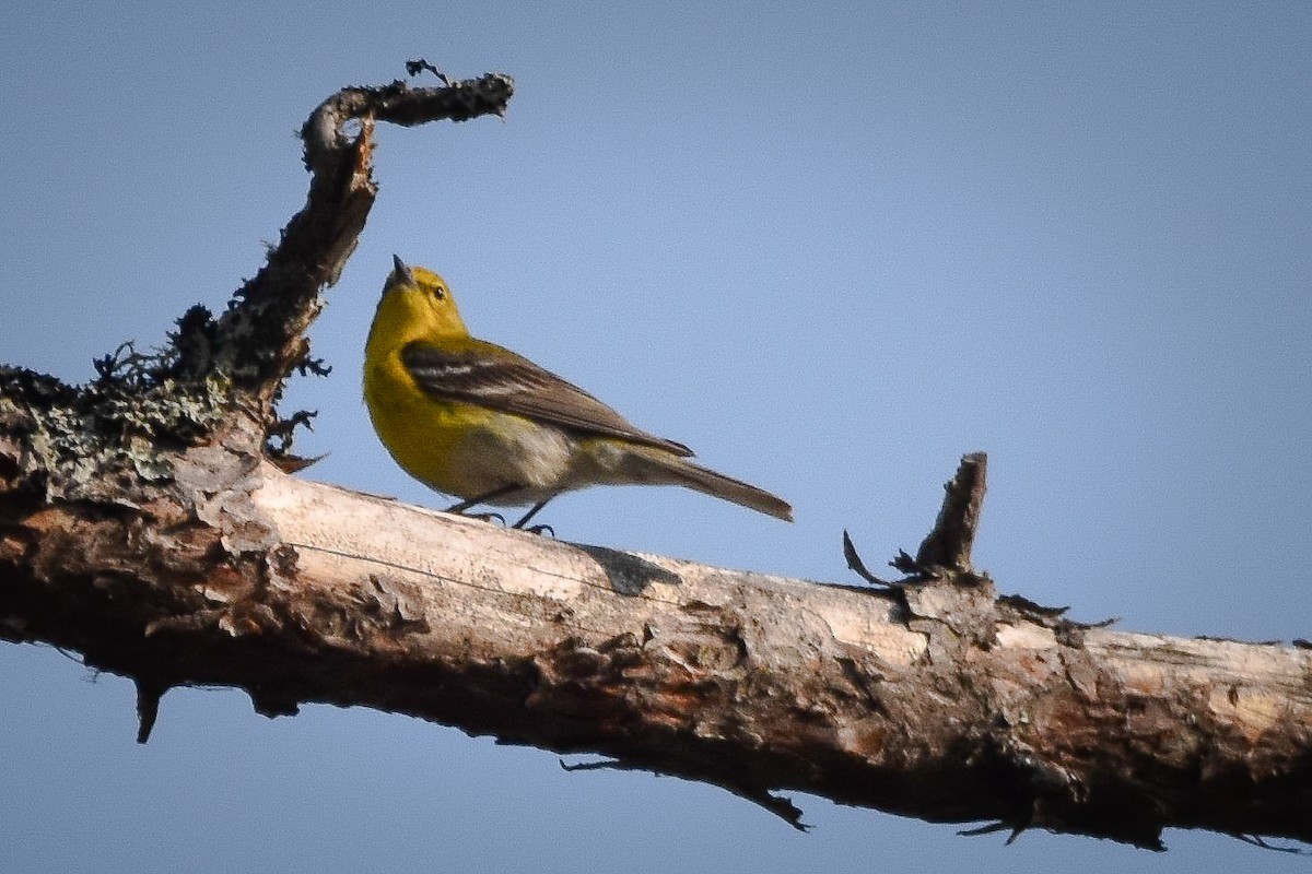Pine Warbler - ML638923260