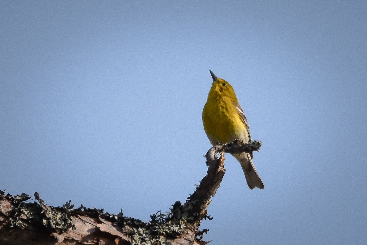 Pine Warbler - ML638923261