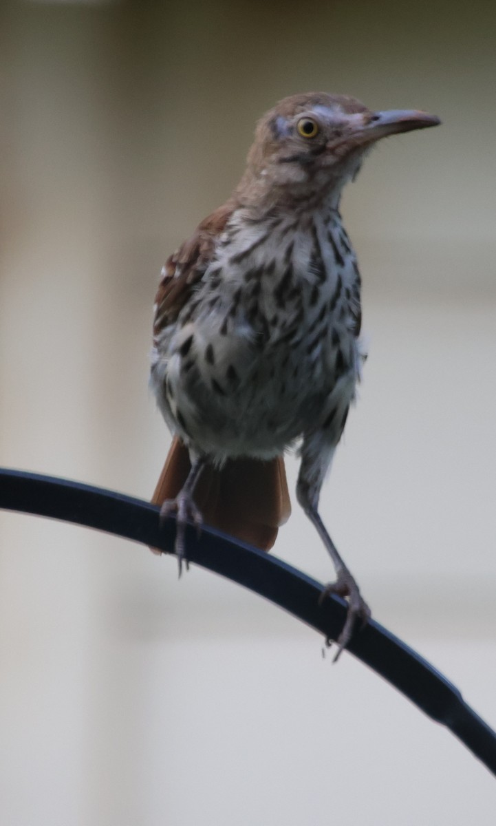 Brown Thrasher - ML638923337