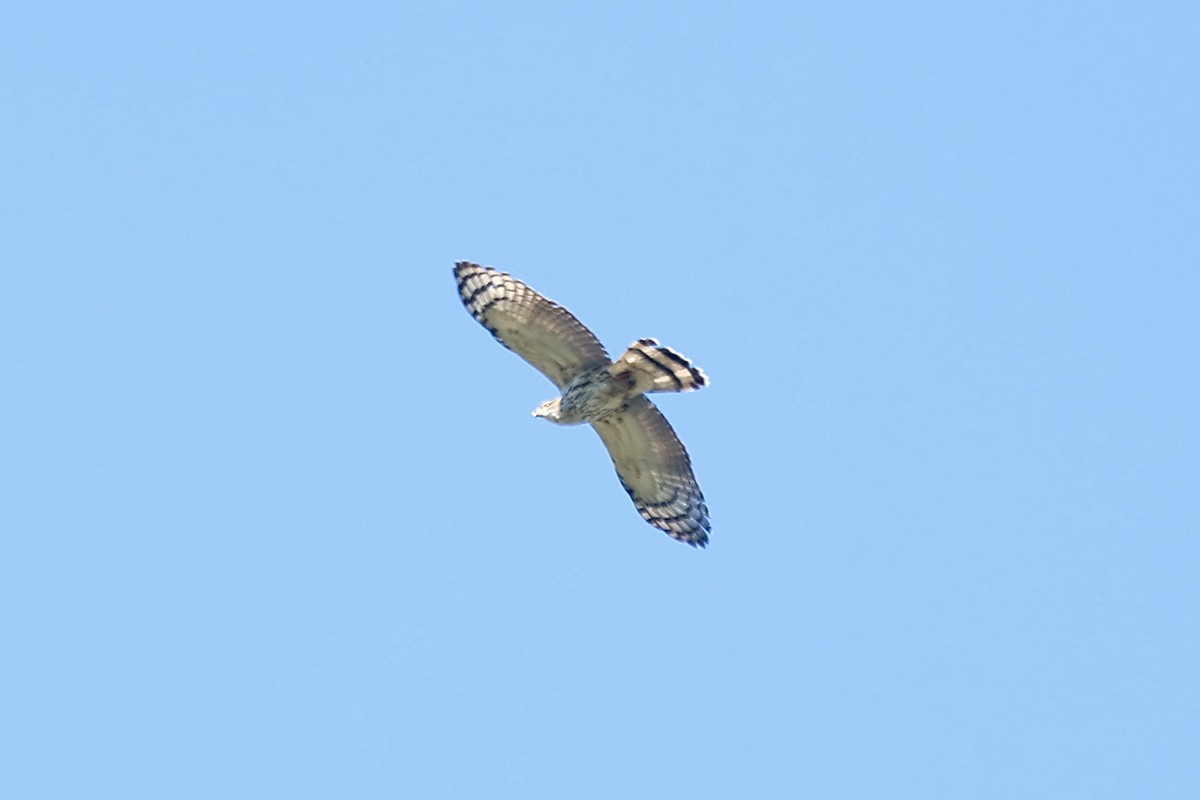 Hook-billed Kite - ML638923343