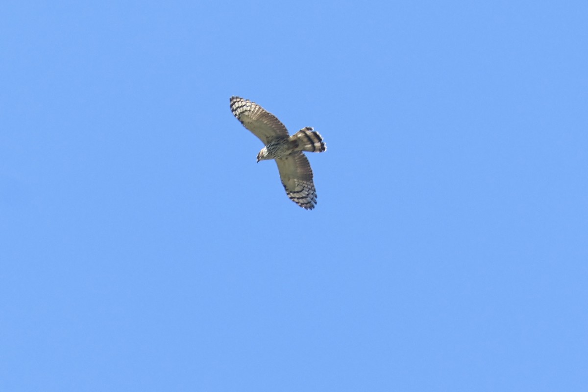 Hook-billed Kite - ML638923344
