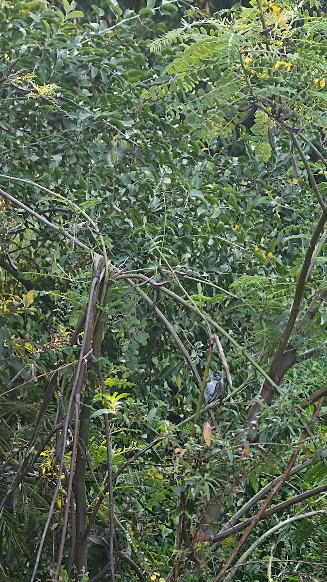 White-barred Piculet - ML638923349
