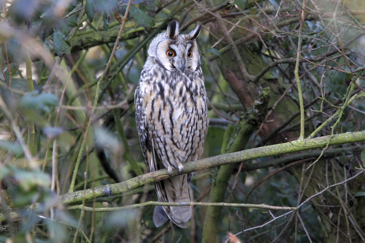 Long-eared Owl - ML638923351
