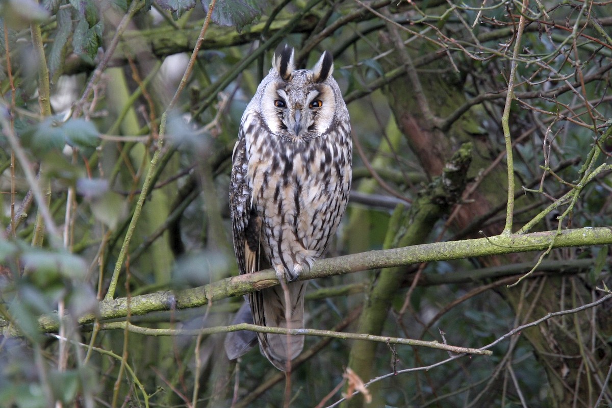 Long-eared Owl - ML638923352