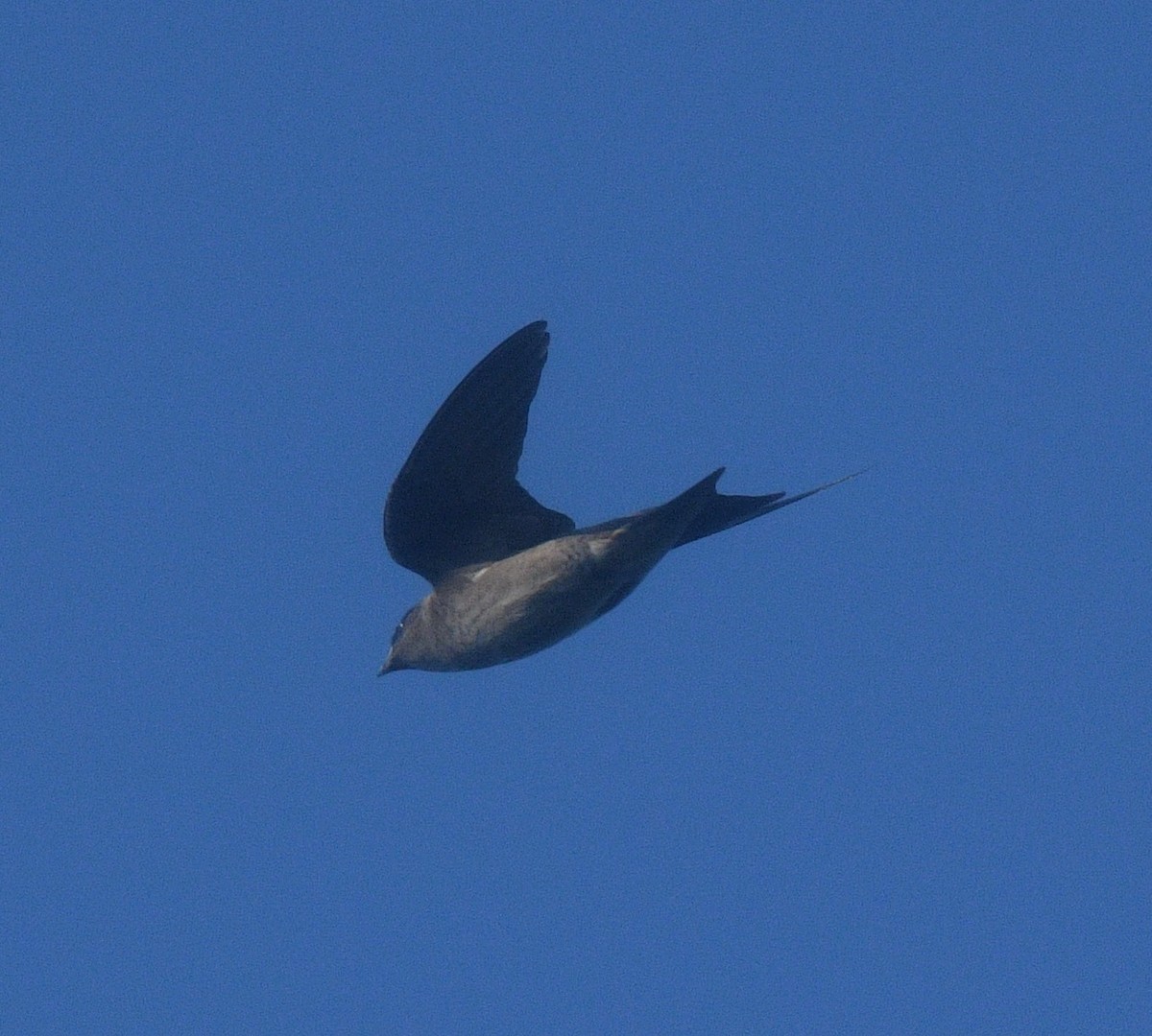 Purple Martin - ML638923354