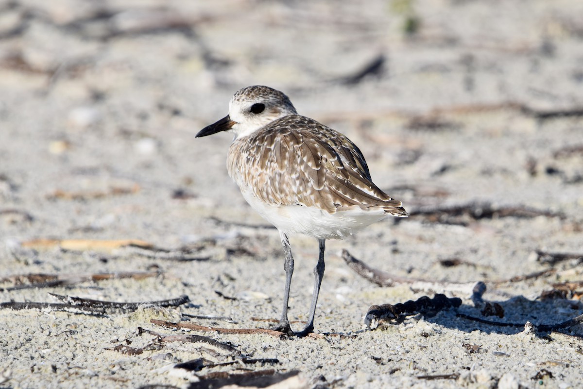 Black-bellied Plover - ML638923371