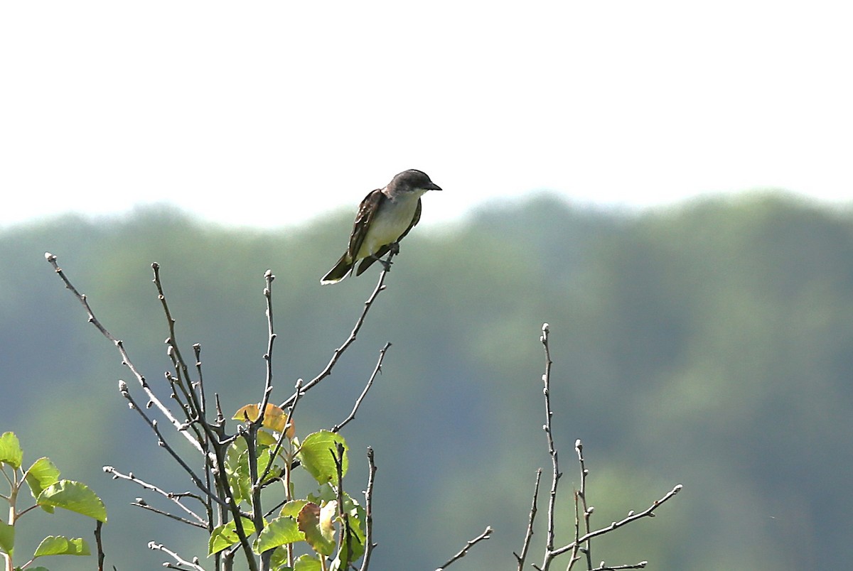 Eastern Kingbird - ML638923372
