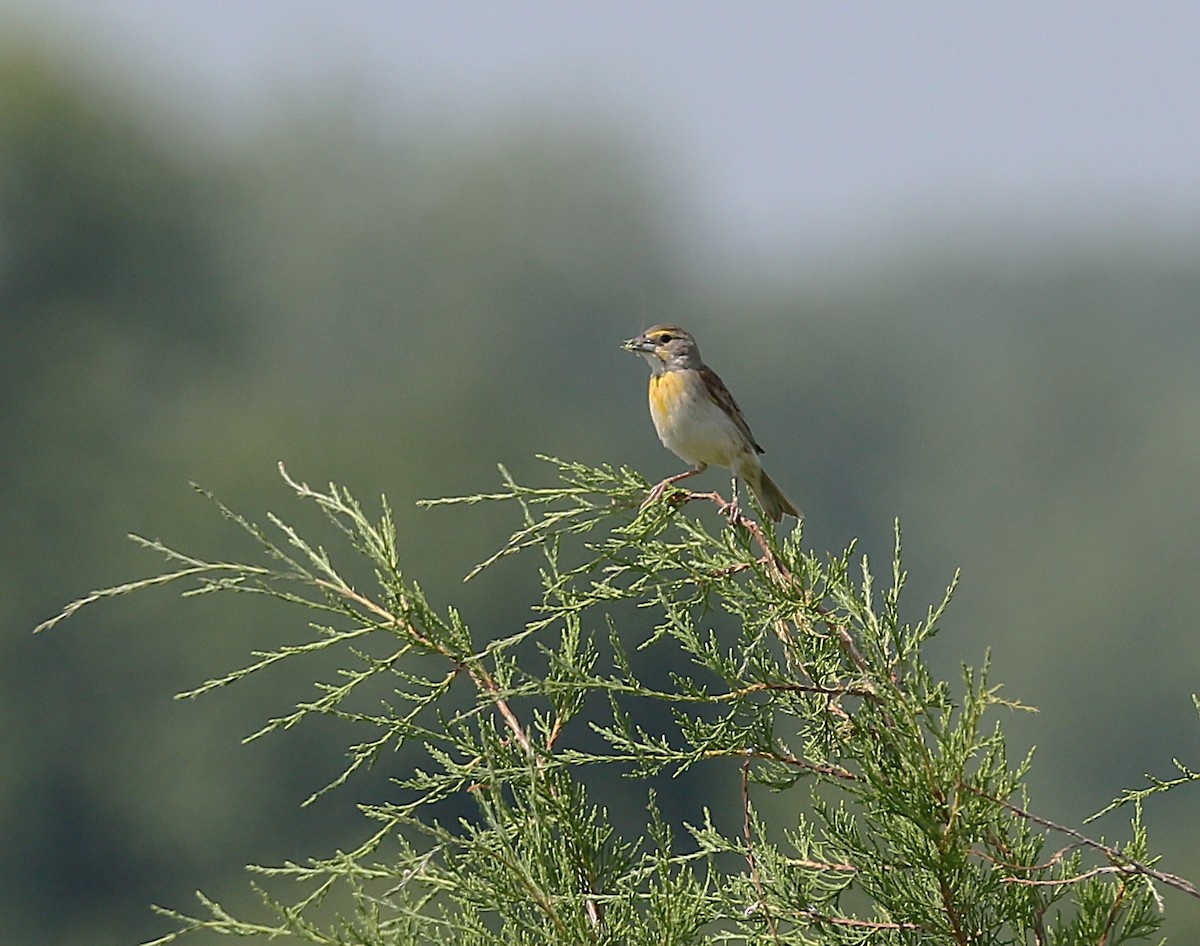 Dickcissel - ML638923385