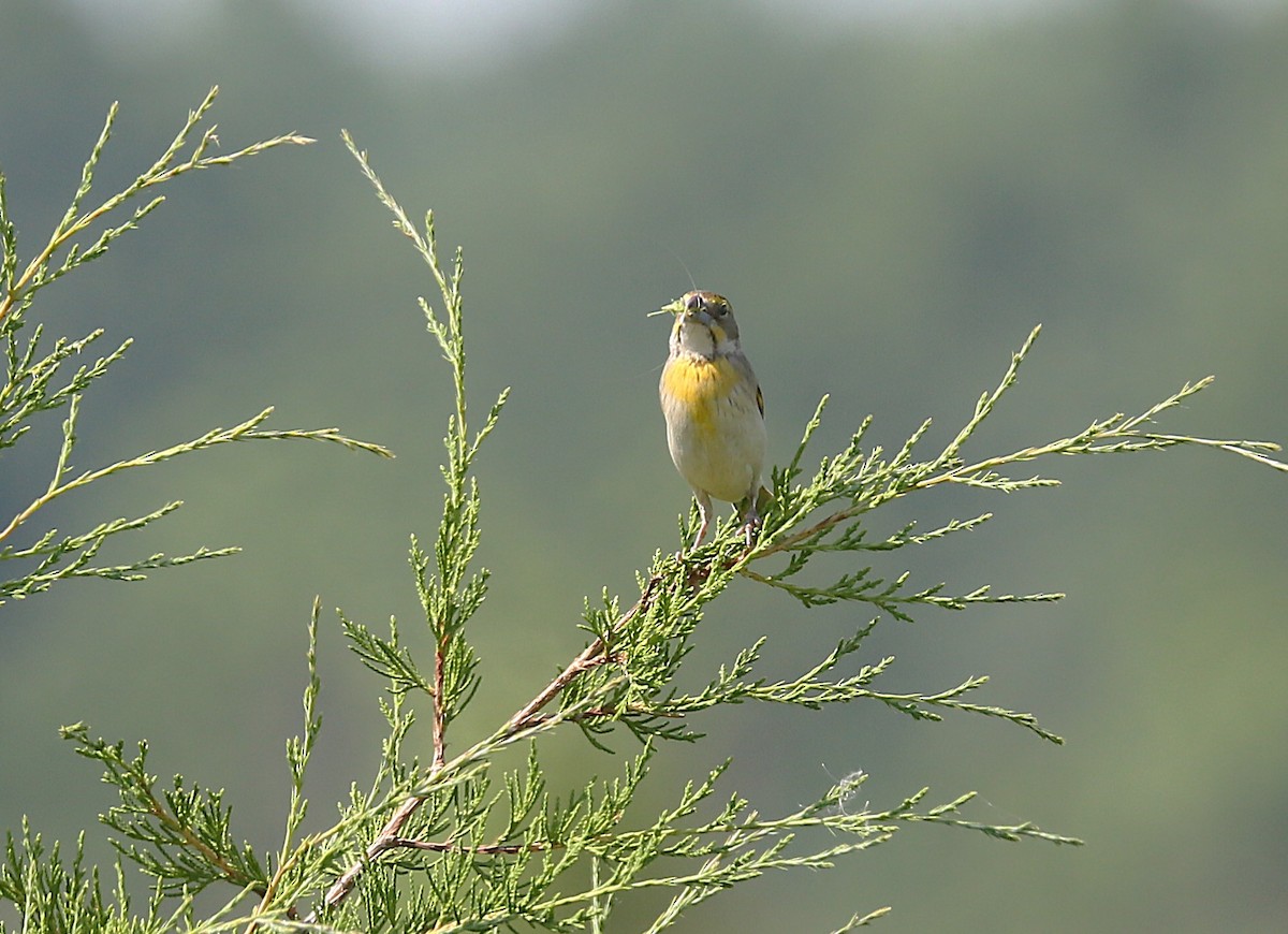 Dickcissel - ML638923395
