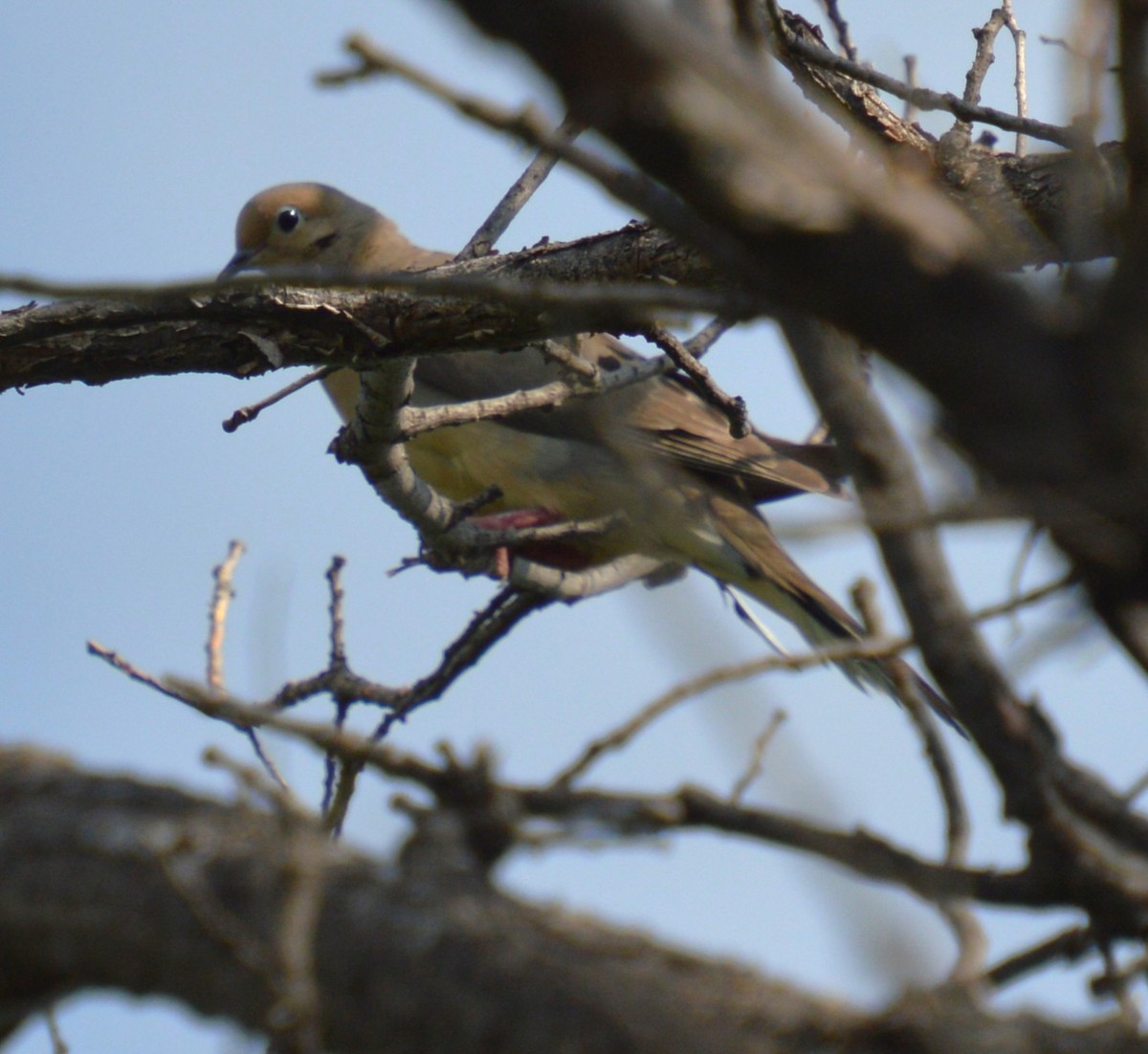 Mourning Dove - ML638923401
