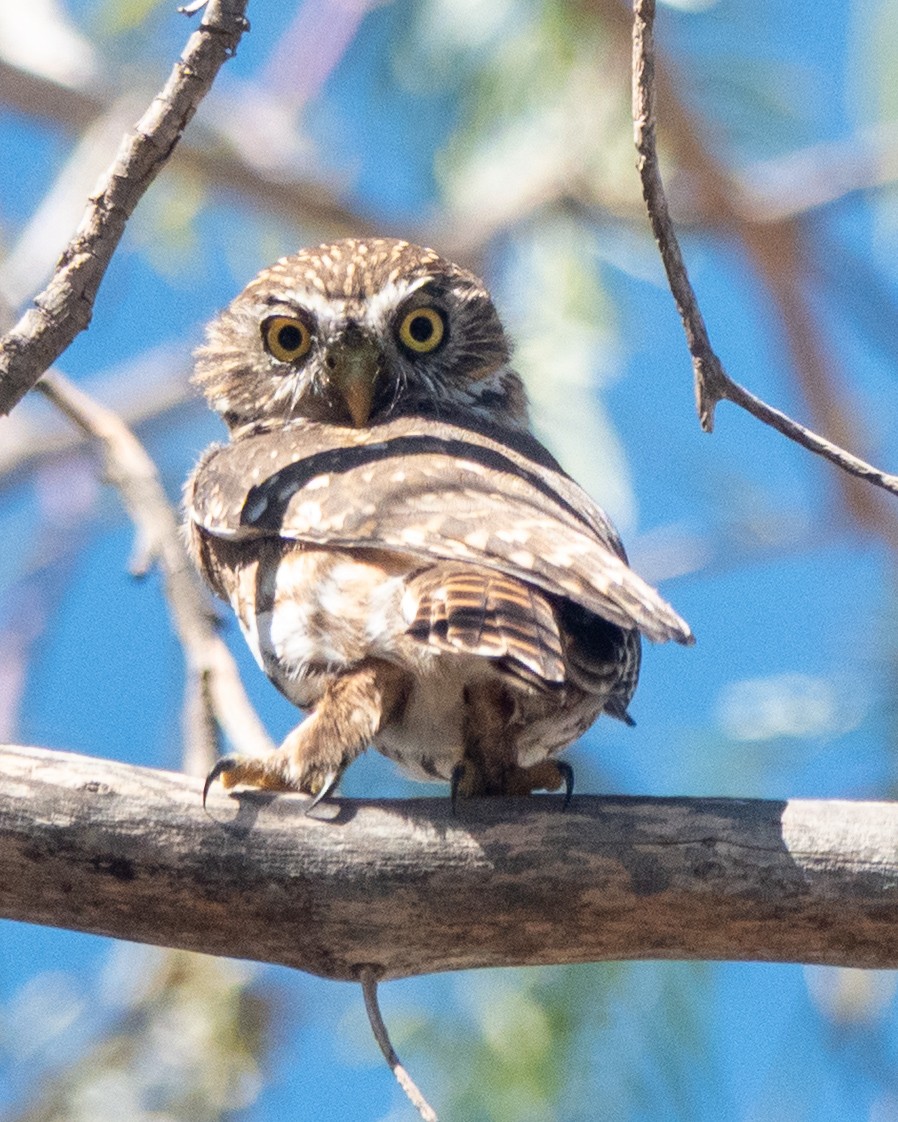 Peruvian Pygmy-Owl - ML638923418