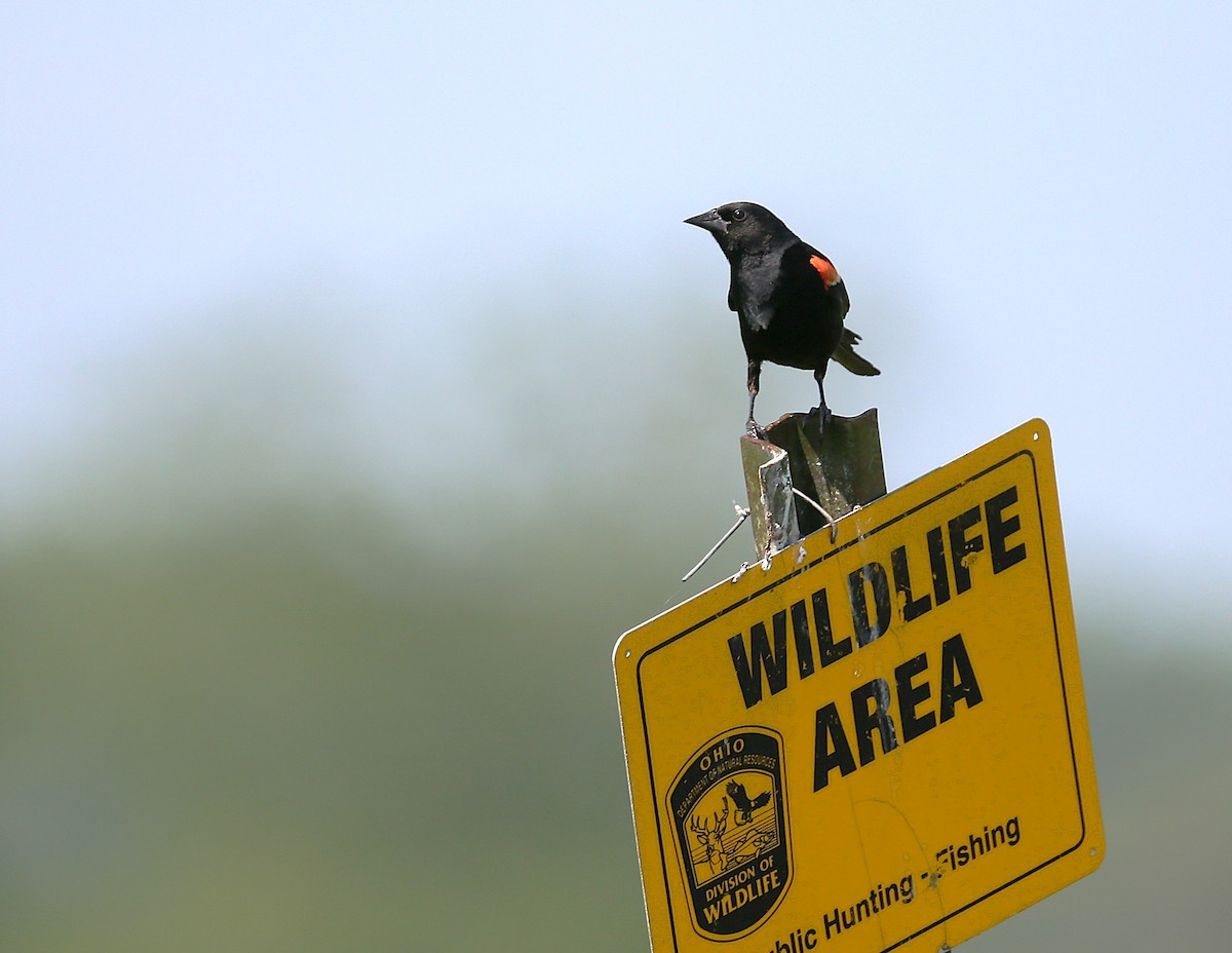 Red-winged Blackbird - ML638923432