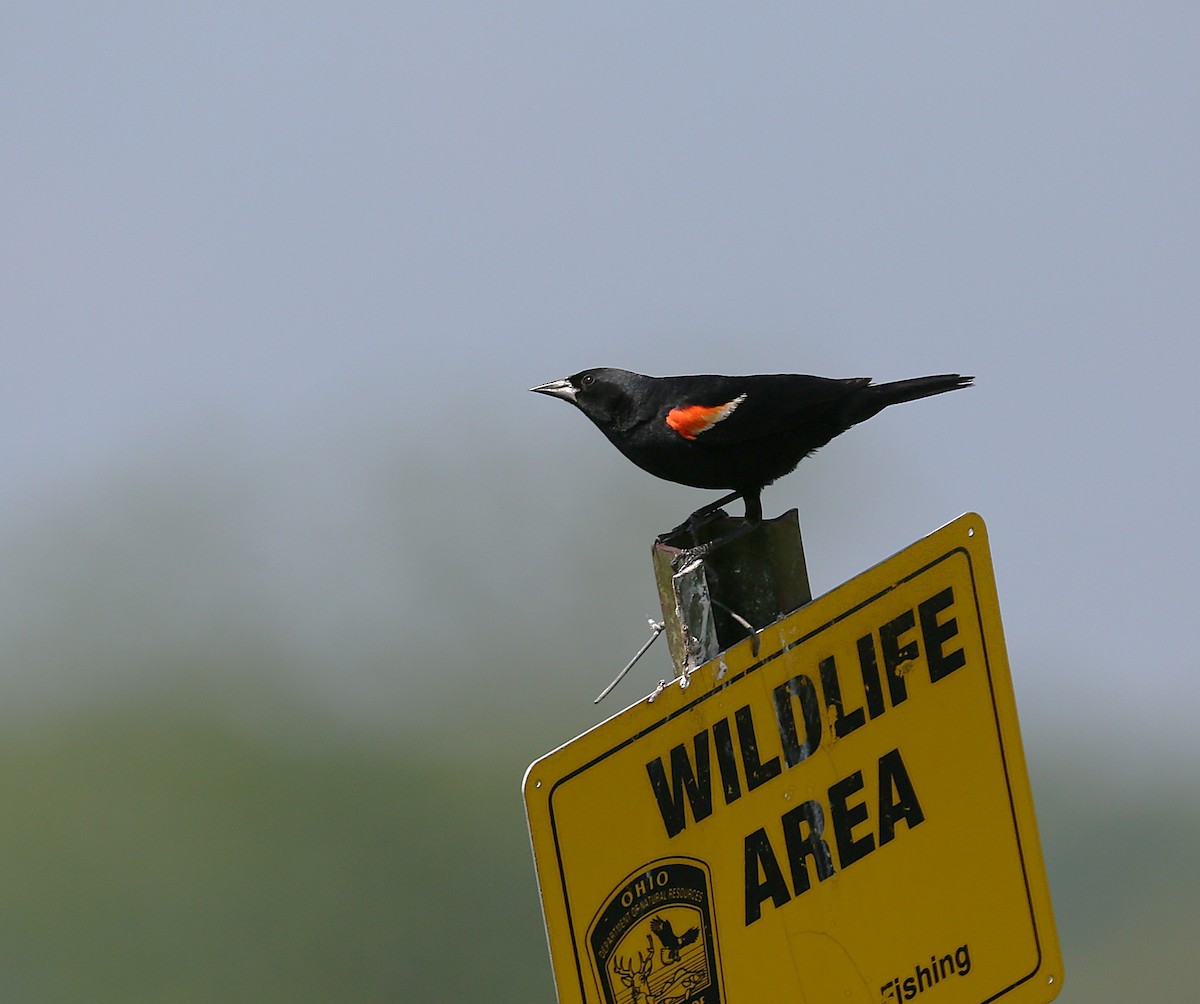 Red-winged Blackbird - ML638923449