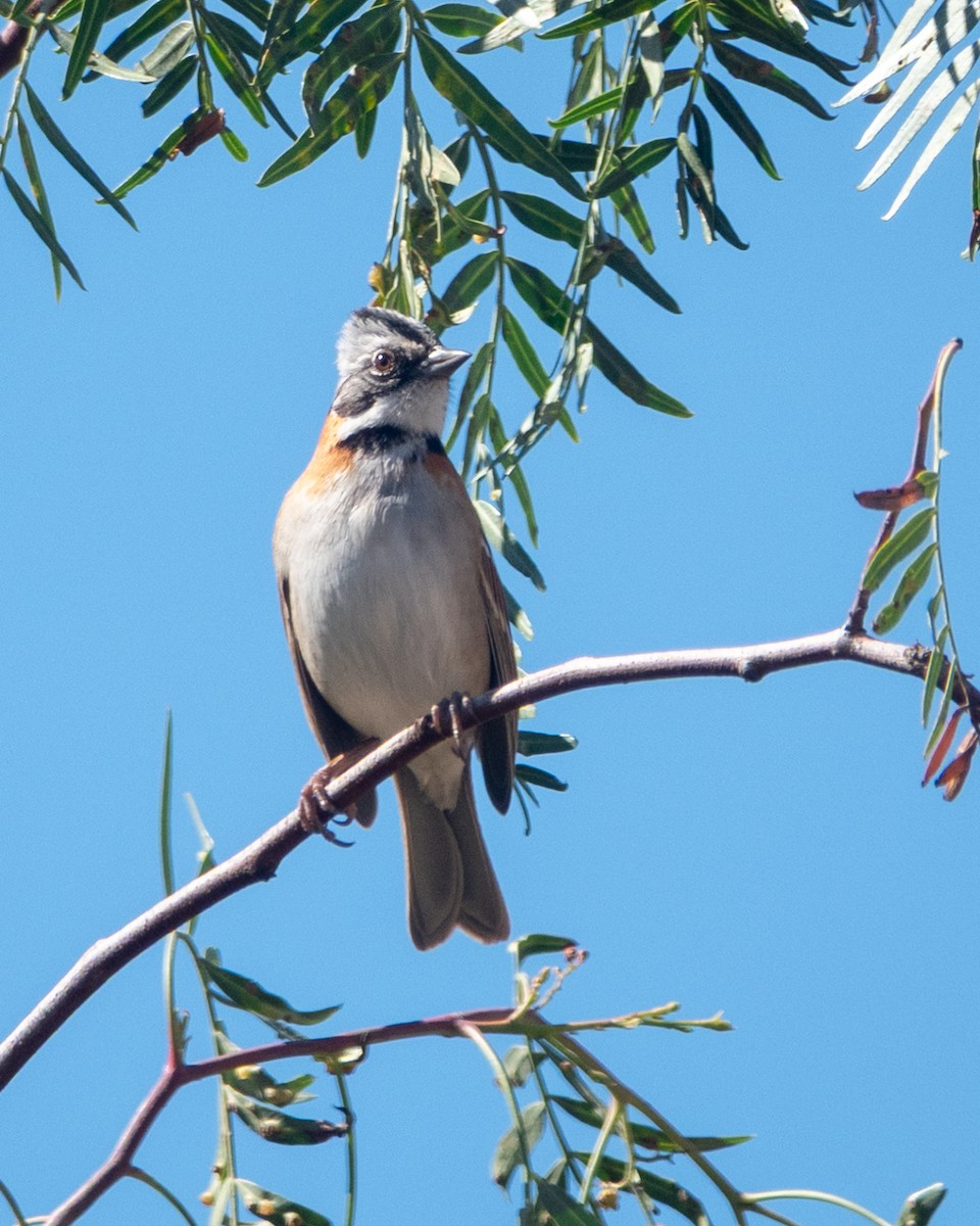 Rufous-collared Sparrow - ML638923461