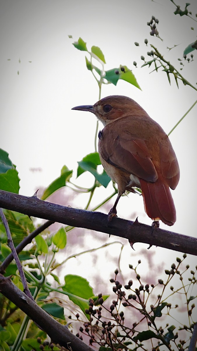 Rufous Hornero - ML638923539