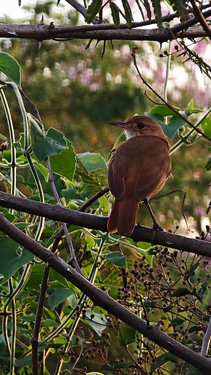 Rufous Hornero - ML638923540