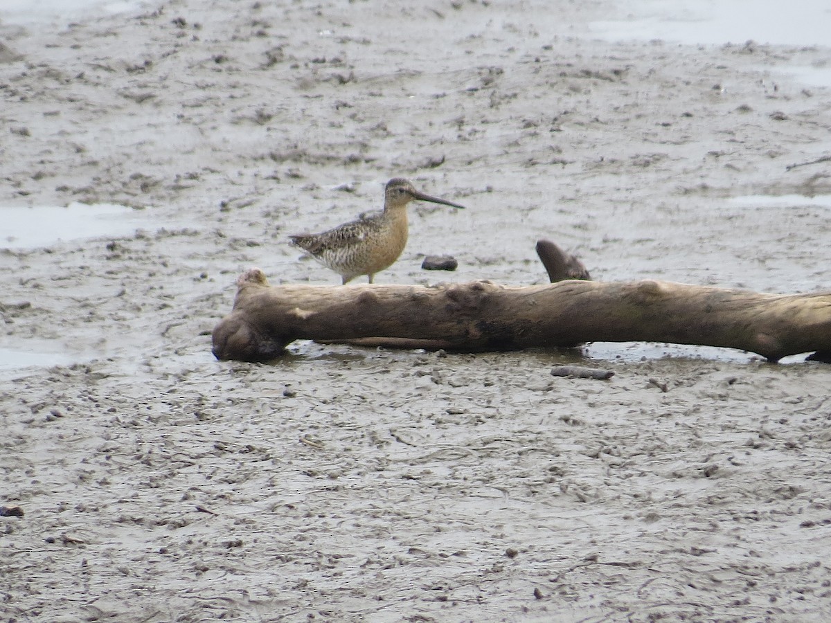 Short-billed Dowitcher (hendersoni) - ML638923544