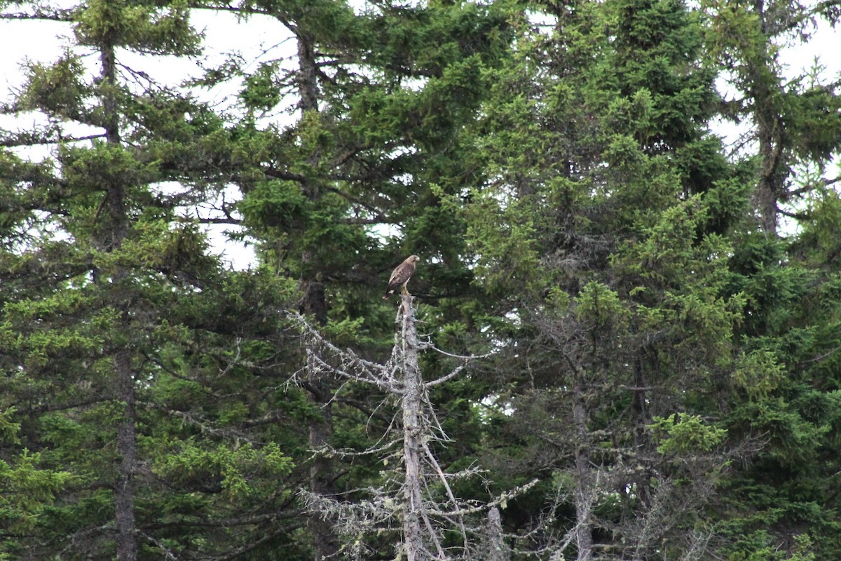 Broad-winged Hawk - ML638923548