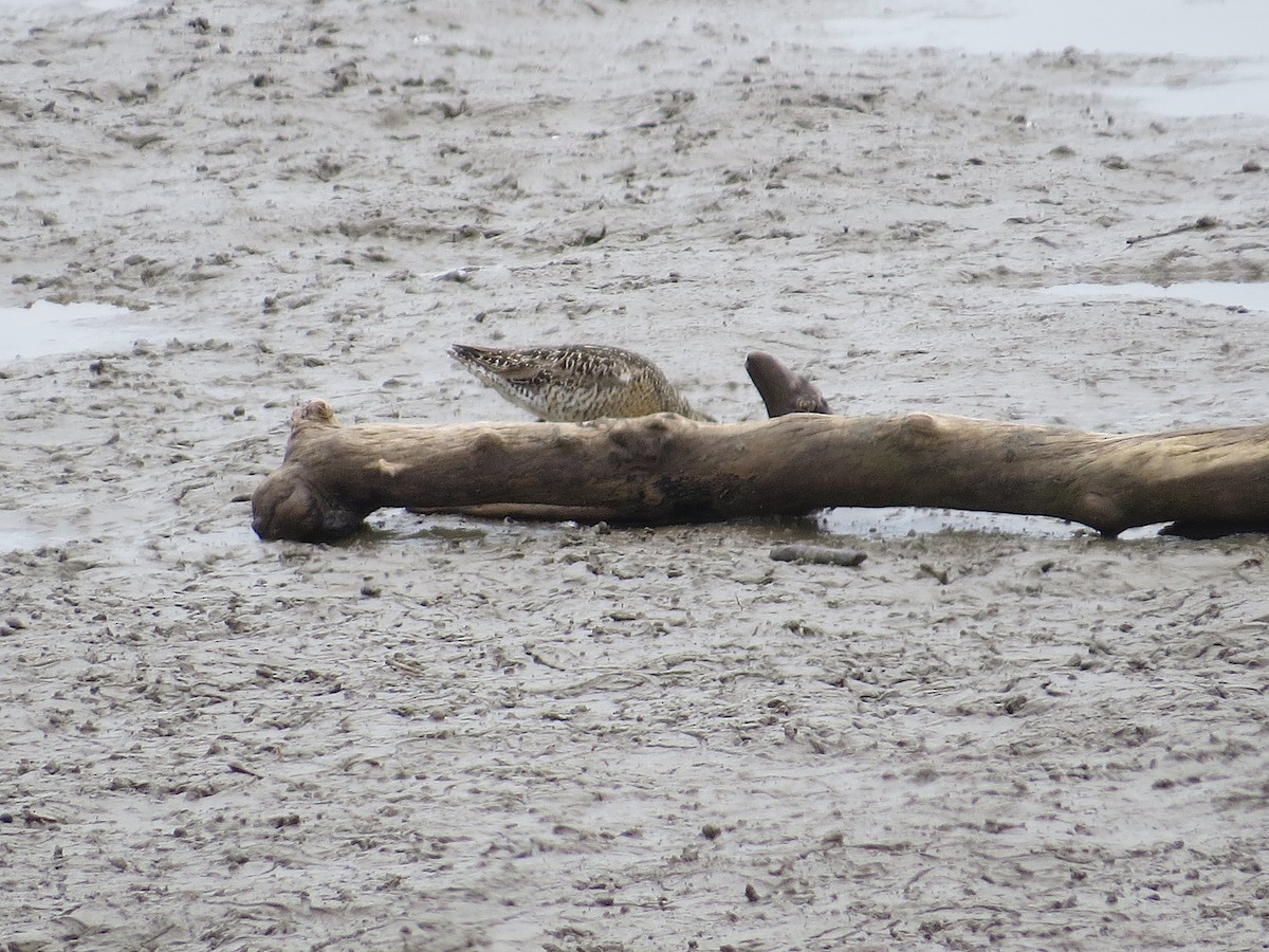 Short-billed Dowitcher (hendersoni) - ML638923560
