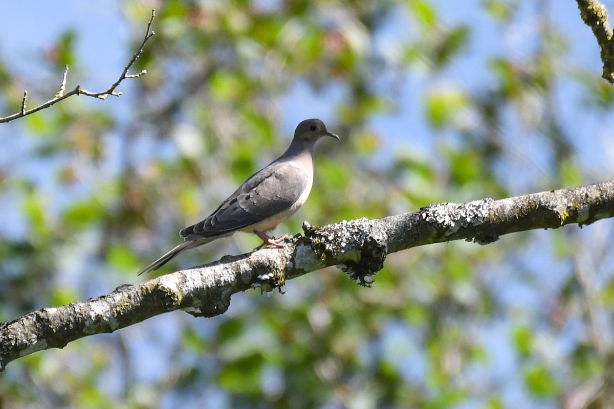 Mourning Dove - ML638923565
