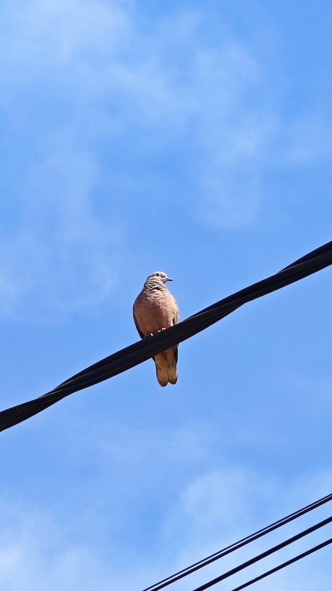 Scaled Dove - ML638923568