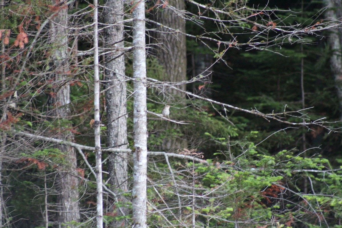 Hermit Thrush - ML638923572