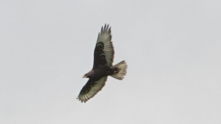 Ferruginous Hawk - ML638923576